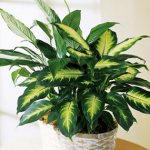 Dieffenbachia