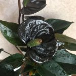 For lovers of dark beauty: houseplants with black flowers