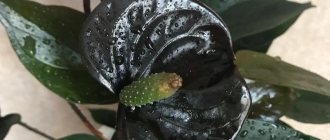 For lovers of dark beauty: houseplants with black flowers