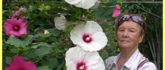 Homemade Hibiscus varieties photo