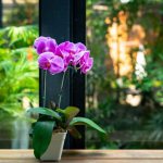 Home care for phalaenopsis after purchase