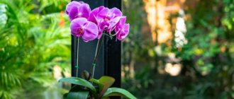 Home care for phalaenopsis after purchase