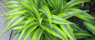 dracaena growing outdoors