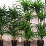 dracaena