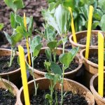 sweet pea seedlings