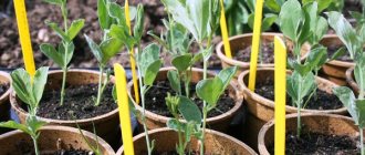 sweet pea seedlings