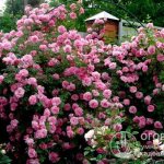 &quot;John Davis&quot; is a gardening variety that can be grown as a spreading shrub or a small climber