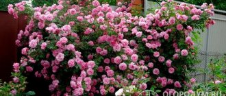 &quot;John Davis&quot; is a gardening variety that can be grown as a spreading shrub or a small climber