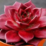 Echeveria red