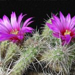 Echinocereus