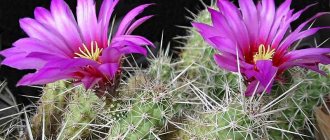 Echinocereus