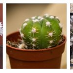 Echinopsis is a cactus that looks like a hedgehog. Popular types and care 