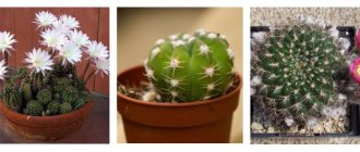 Echinopsis is a cactus that looks like a hedgehog. Popular types and care 