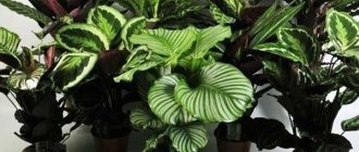 Exotic beauty Calathea: 18 species with photos