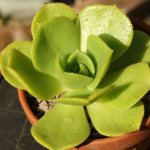 aeonium photo