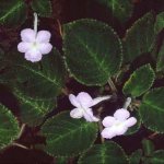 Episcia Emerald Velvet