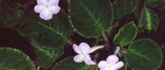 Episcia Emerald Velvet