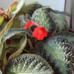 Episcia cultivation