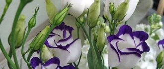 Eustoma. Growing and care in open ground, photo, pinching 