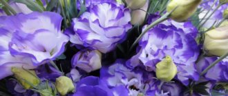 eustoma