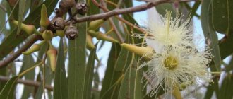 Eucalyptus - planting and care