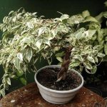 ficus aspera photo