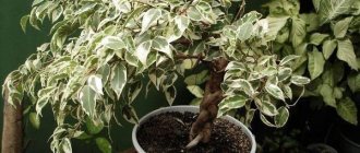 ficus aspera photo