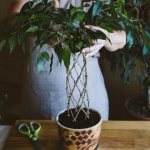 Ficus benjamina Natasja