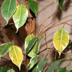 ficus benjamina leaves turn yellow and fall off