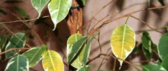 ficus benjamina leaves turn yellow and fall off