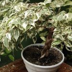 Ficus benjamina