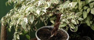 Ficus benjamina