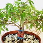 Ficus Kinki: home care, planting and propagation, diseases, signs and superstitions