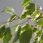 ficus cat ficus cat, poisonous ficus for cats