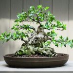 Ficus microcarpa - original epiphyte