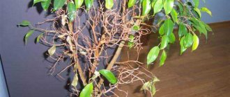 ficus dropped leaves