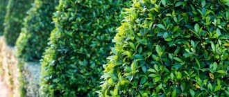 Ficus triangularis