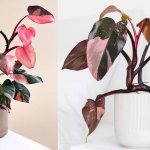 philodendron pink princess