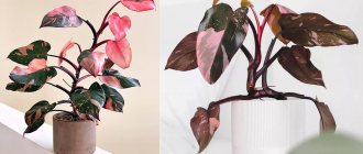 philodendron pink princess