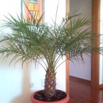 финиковая пальма уход в домашних условиях фото