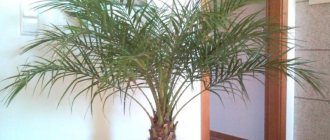 date palm care at home photo