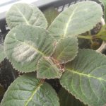 Late blight in gloxinia