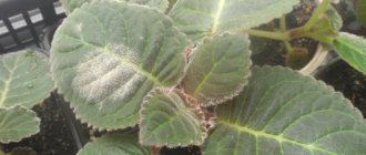 Late blight in gloxinia