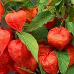 Physalis - a bright decoration of the garden