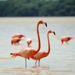 Flamingo bird