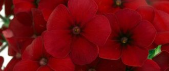 Phlox Drummond with amazing flowers of various shapes and colors