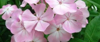 Phlox paniculata: varieties with photos and names, planting and care