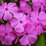 Phlox perennial