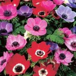 Photo anemone-1