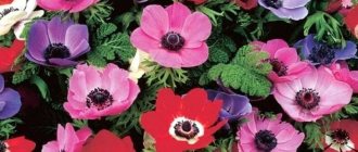 Photo anemone-1